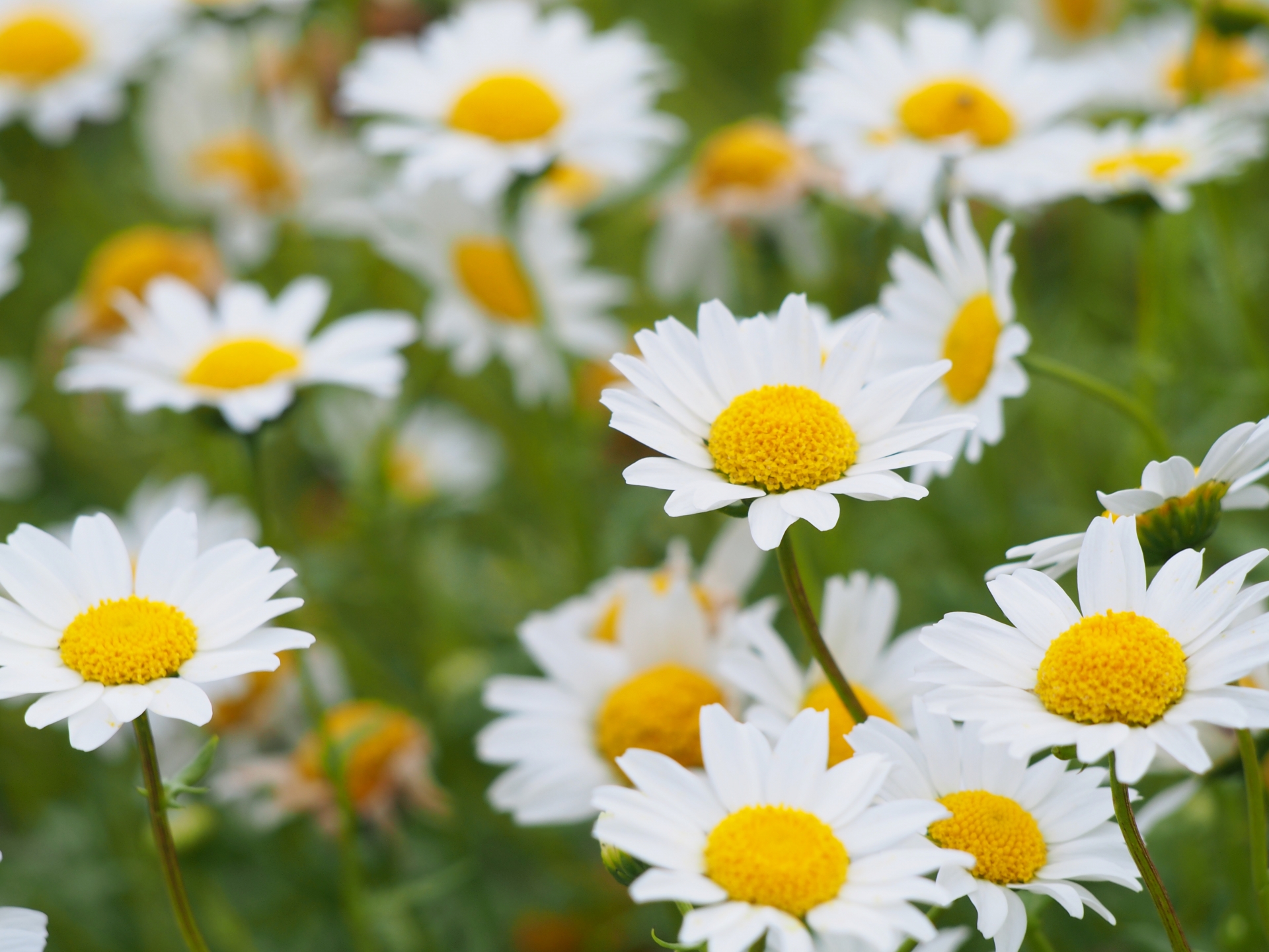 冬の足音を告げるノースポール Month Flower 今月のお花 Vol 2 ユクハナクルハナ トコハナロジー公式